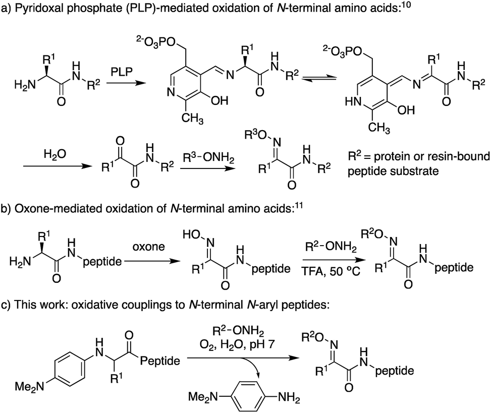 Ketoxime peptide ligations: oxidative couplings of alkoxyamines to N ...