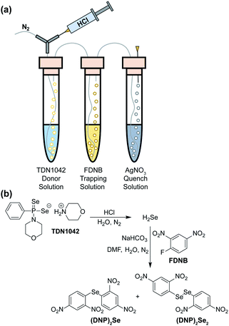 Development of a hydrolysis-based small-molecule hydrogen selenide (H 2 ...