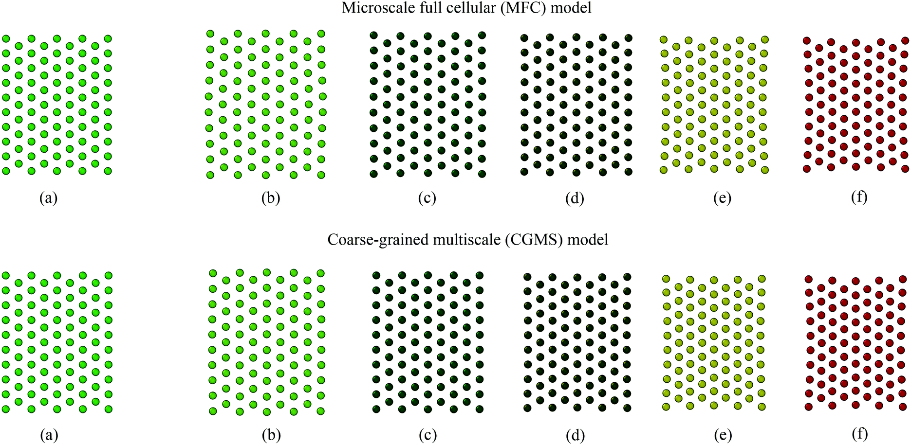 A coarse-grained multiscale model to simulate morphological changes of ...