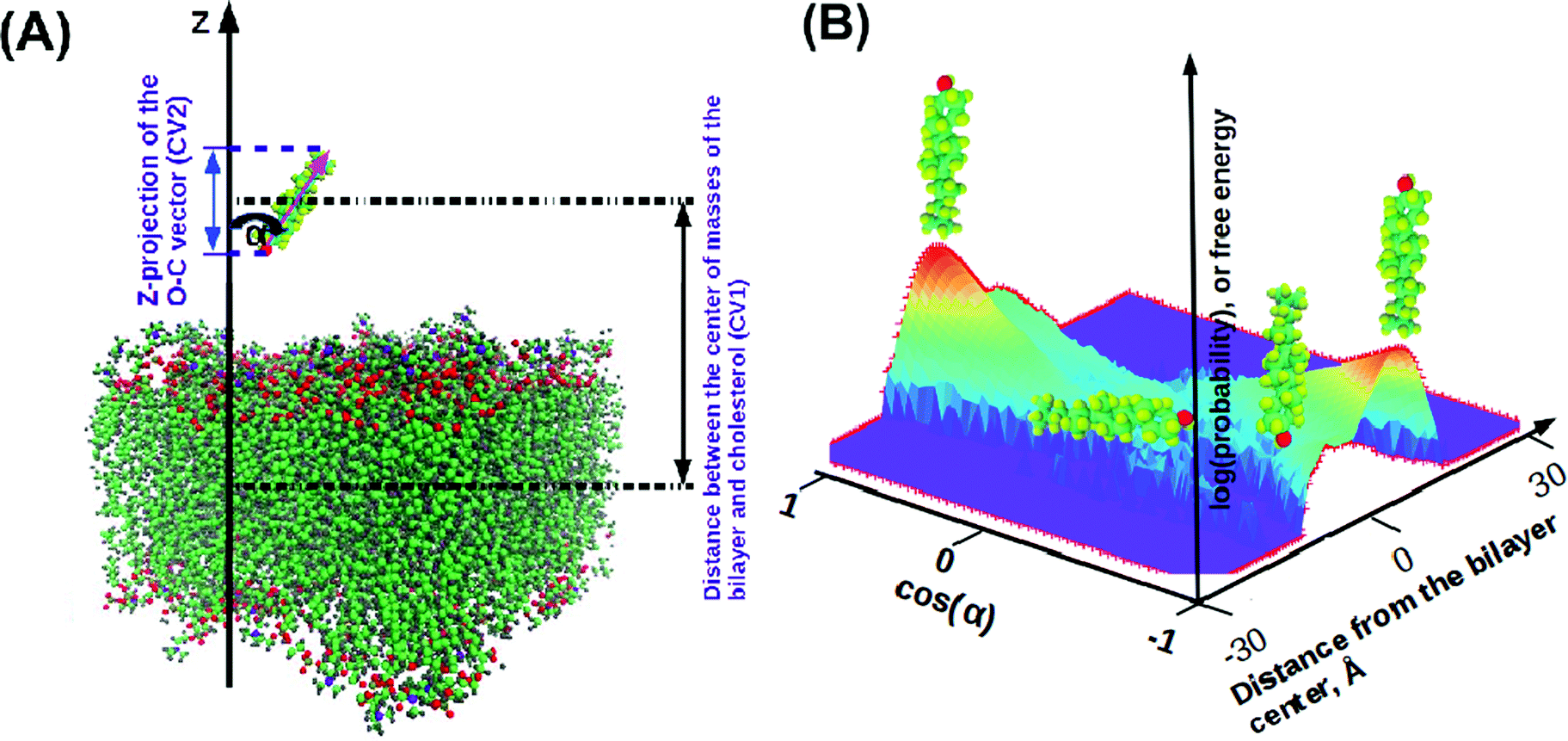 Cholesterol in phospholipid bilayers: positions and orientations inside ...