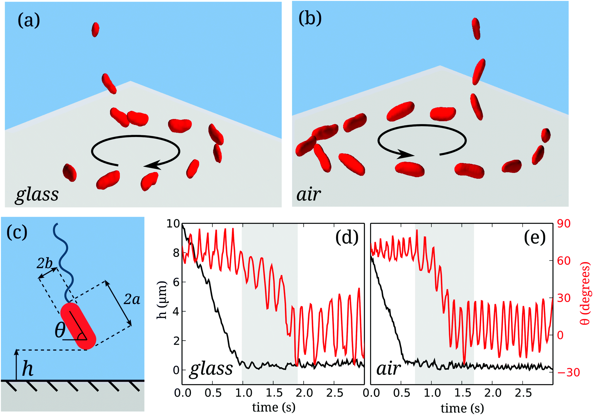 3d Dynamics Of Bacteria Wall Entrapment At A Water Air Interface Soft Matter Rsc Publishing