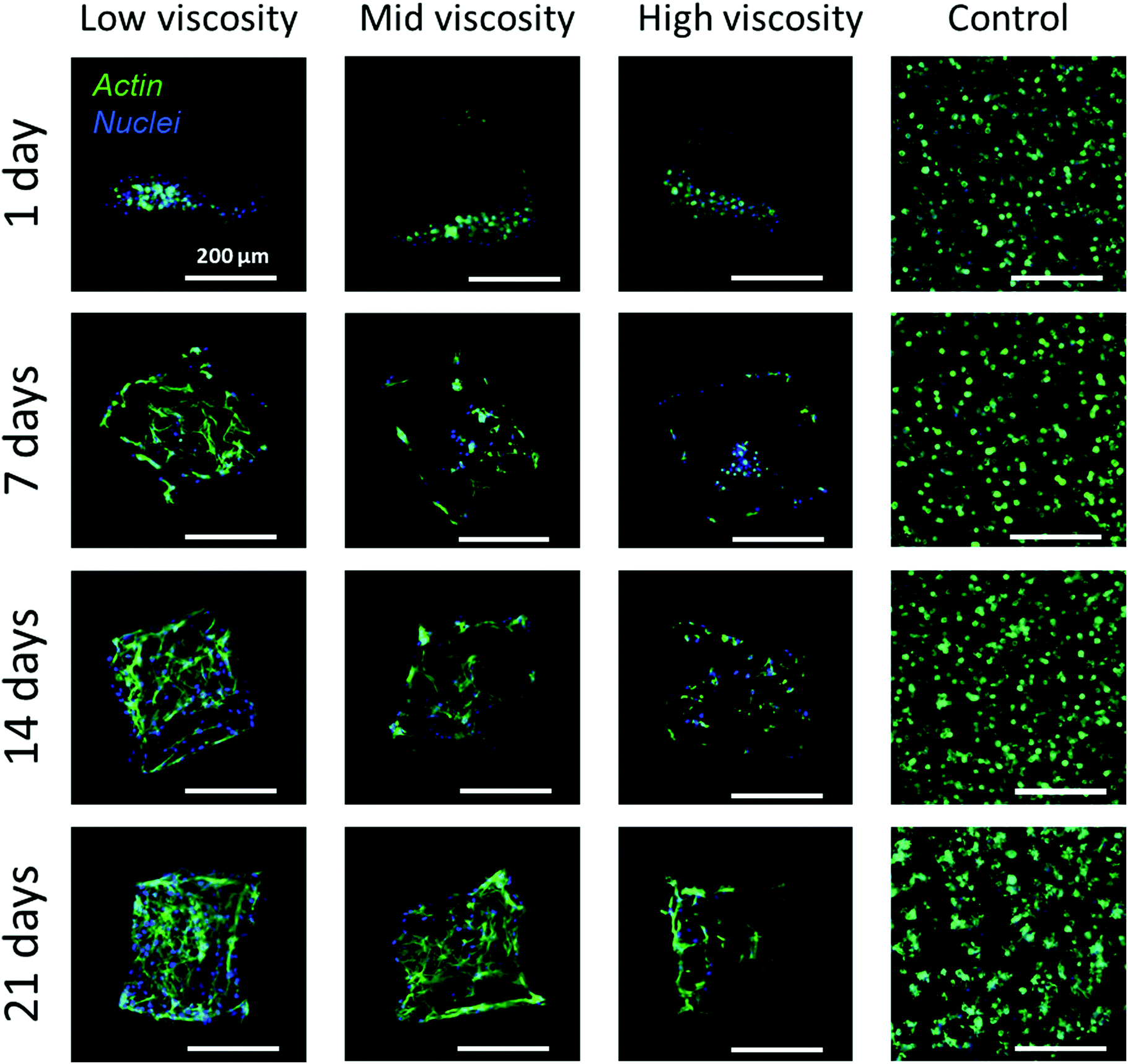 Solution Viscosity Regulates Chondrocyte Proliferation And Phenotype During 3d Culture Journal Of Materials Chemistry B Rsc Publishing