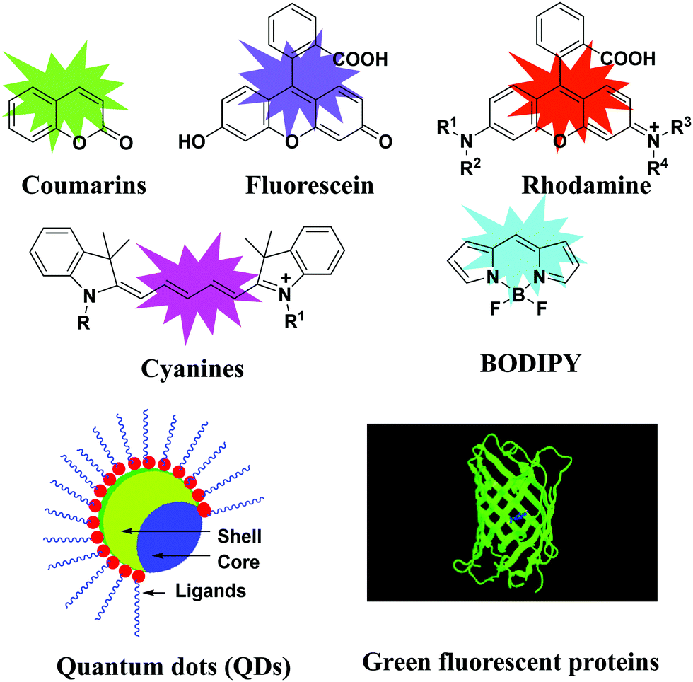 Recent Advances In The Application Of Bodipy In Bioimaging And Chemosensing Journal Of Materials Chemistry C Rsc Publishing