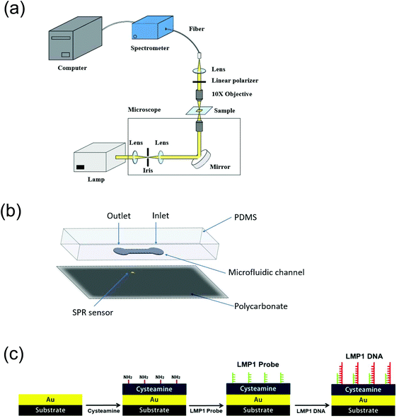 LMP1 gene detection using a capped gold nanowire array surface plasmon ...