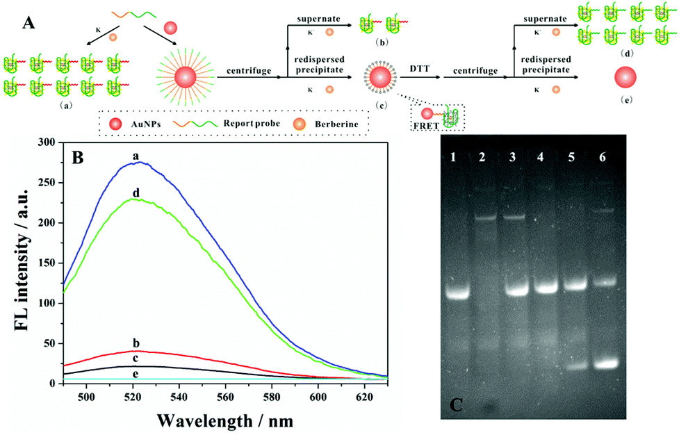 fluorescence detection in automated dna sequence analysis