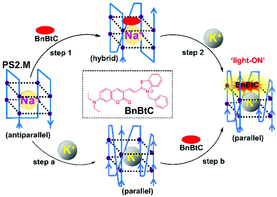 Ratiometric Fluorescent Sensing Of The Parallel G Quadruplex Produced By Ps2 M Implications For K Detection Analyst Rsc Publishing Doi 10 1039 C9ana