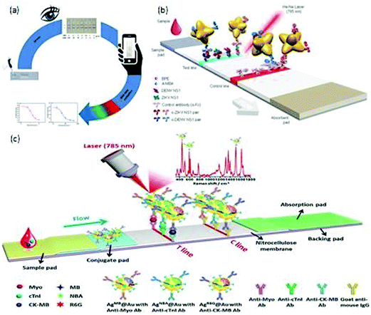 Multiplexed detection of biomarkers in lateral-flow 