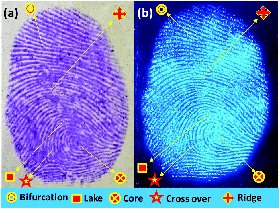 Latent fingerprint images on the aluminum foil substrates (A) N-CDs and