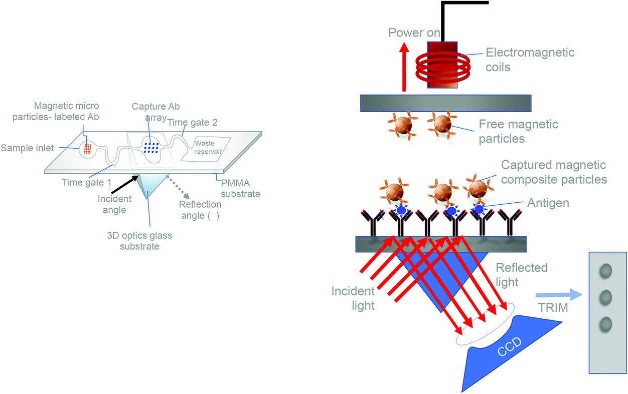 Biosensors for detecting viral and bacterial infections using host  biomarkers: a review - Analyst (RSC Publishing) DOI:10.1039/D0AN00896F