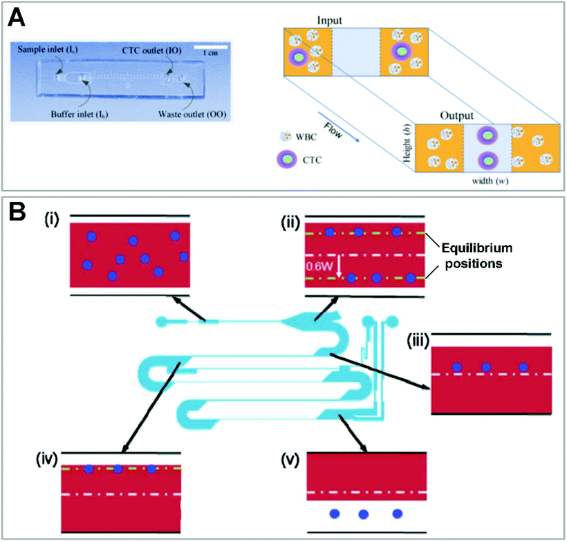 Microfluidics For Label Free Sorting Of Rare Circulating Tumor Cells Analyst Rsc Publishing Doi 10 1039 D0ang