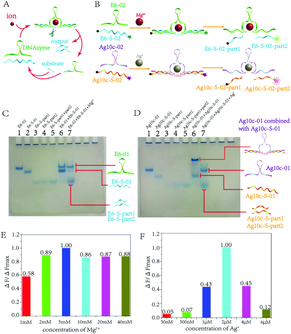 A DNAzyme-mediated logic gate system based on Ag( i A DNAzyme-mediated logic gate system based on Ag( i