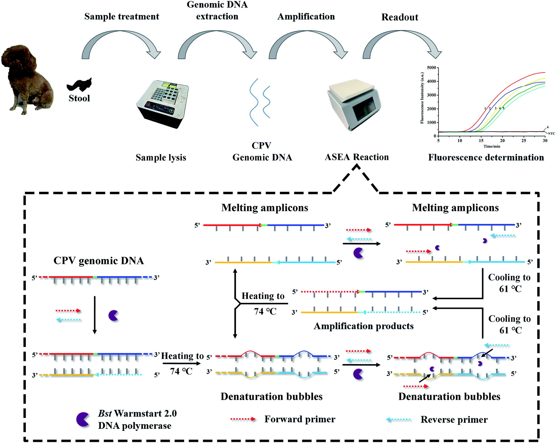 Accelerated Denaturation Bubble Mediated Strand Exchange Amplification For Rapid And Accurate Detection Of Canine Parvovirus Analytical Methods Rsc Publishing Doi 10 1039 D0aye