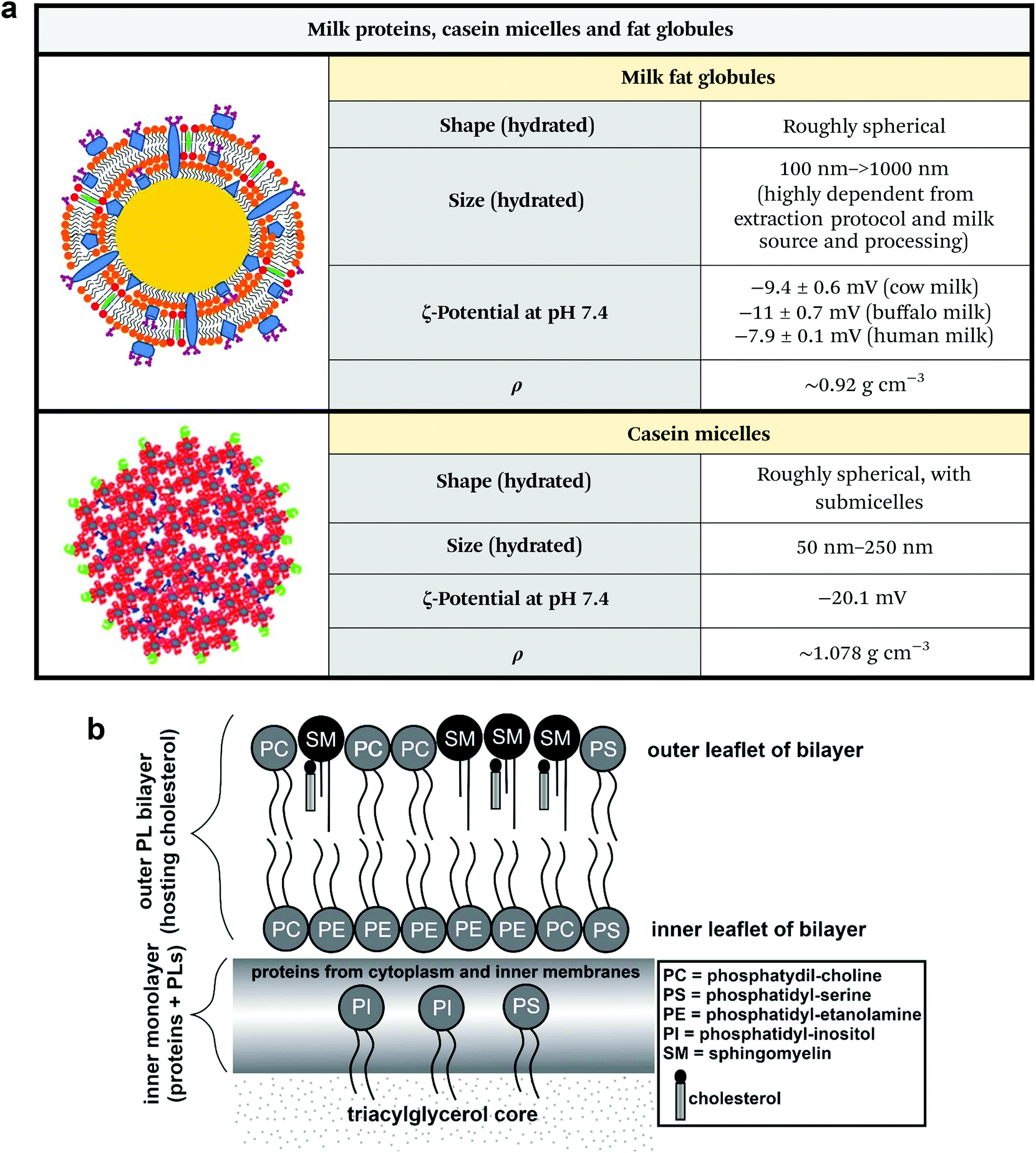 The nanostructured secretome - Biomaterials Science (RSC Publishing)  DOI:10.1039/C9BM01007F
