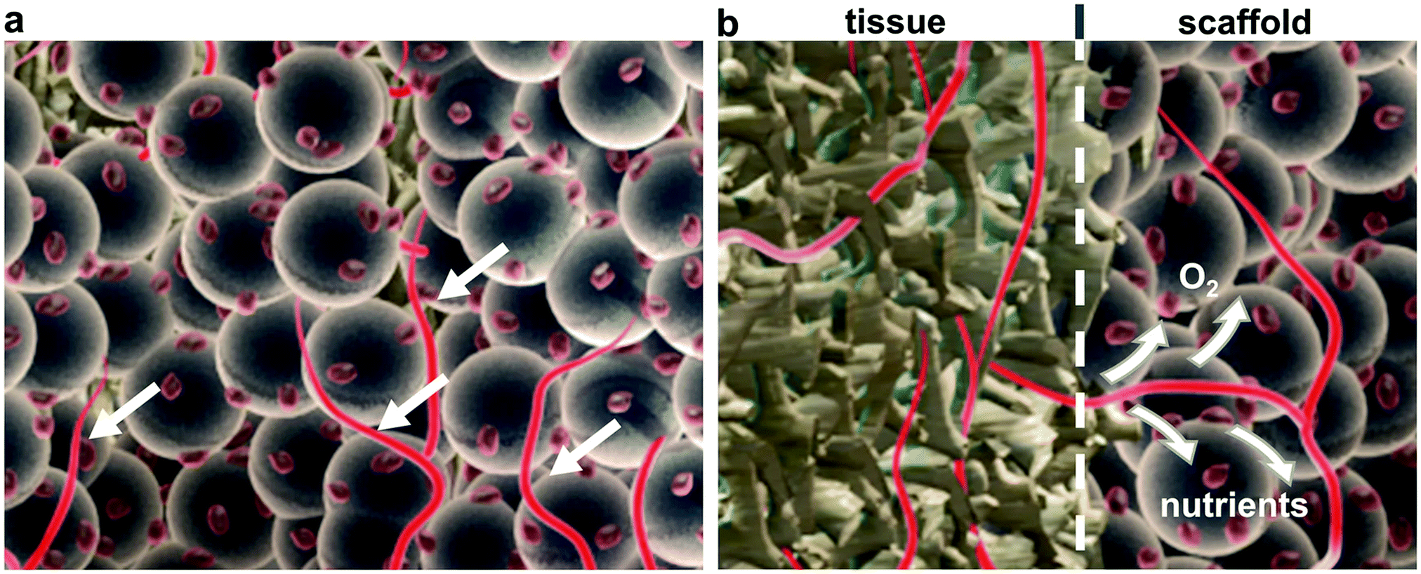 Tween 80 and Tween 20 Biocompatible Surfactants for Creating Percoll  Density Gradients with Polyethylene Microspheres