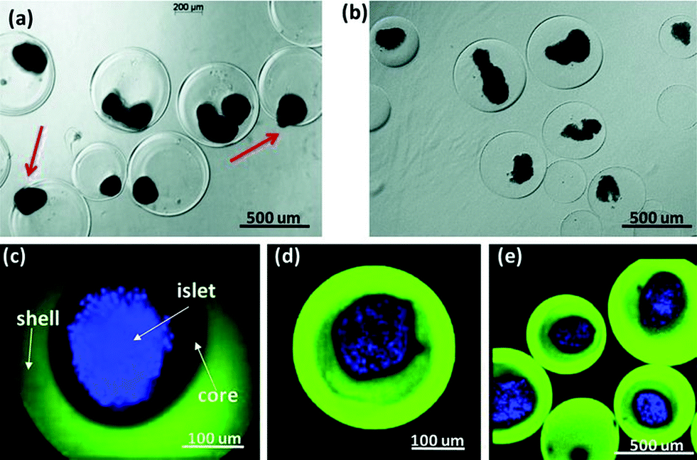 Tween 80 and Tween 20 Biocompatible Surfactants for Creating Percoll  Density Gradients with Polyethylene Microspheres