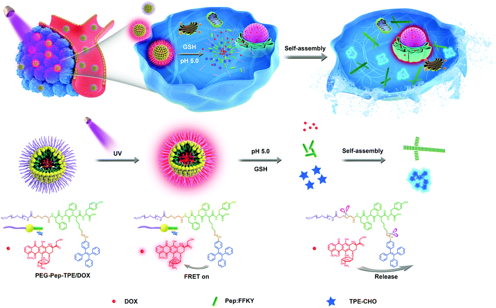 Aie Fret Based Versatile Peg Pep Tpe Dox Nanoparticles For Cancer Therapy And Real Time Drug Release Monitoring Biomaterials Science Rsc Publishing Doi 10 1039 C9bma