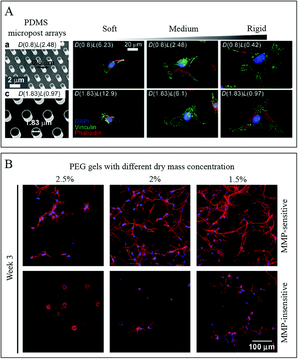 Matrix stiffness-regulated cellular functions under different 