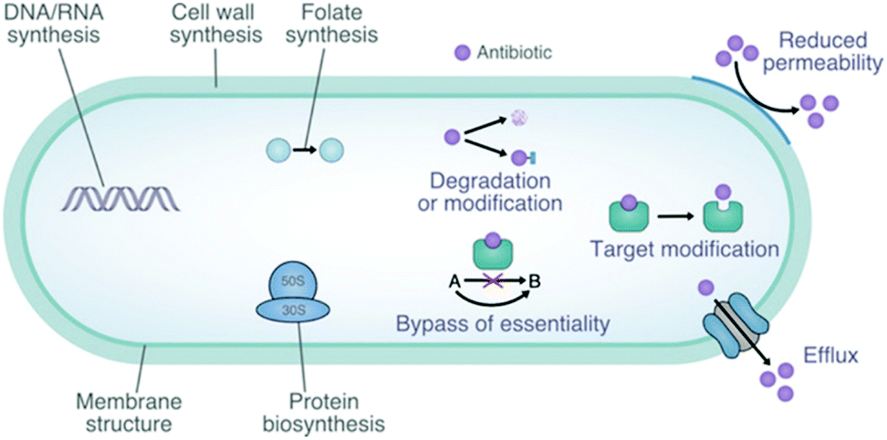 Emerging Antibacterial Nanomedicine For Enhanced Antibiotic Therapy Biomaterials Science Rsc Publishing Doi 10 1039 D0bm00974a