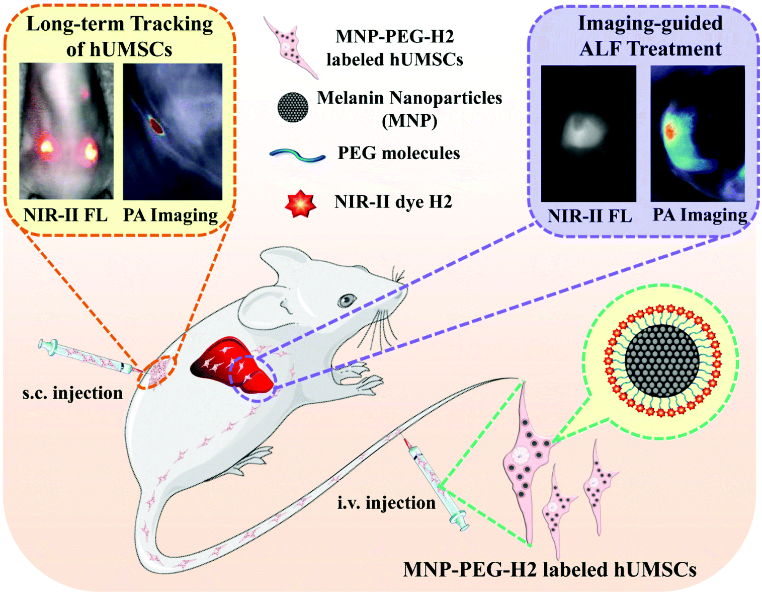 NIR-II FL/PA dual-modal imaging long-term tracking of human umbilical  cord-derived mesenchymal stem cells labeled with melanin nanoparticles and  visib ... - Biomaterials Science (RSC Publishing) DOI:10.1039/D0BM01221A