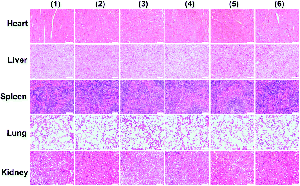 The synthesis of two-dimensional Bi 2 Te 3 @SiO 2 core–shell nanosheets for  fluorescence/photoacoustic/infrared (FL/PA/IR) tri-modal imaging-guided ph   - Biomaterials Science (RSC Publishing) DOI:10.1039/D0BM01394C