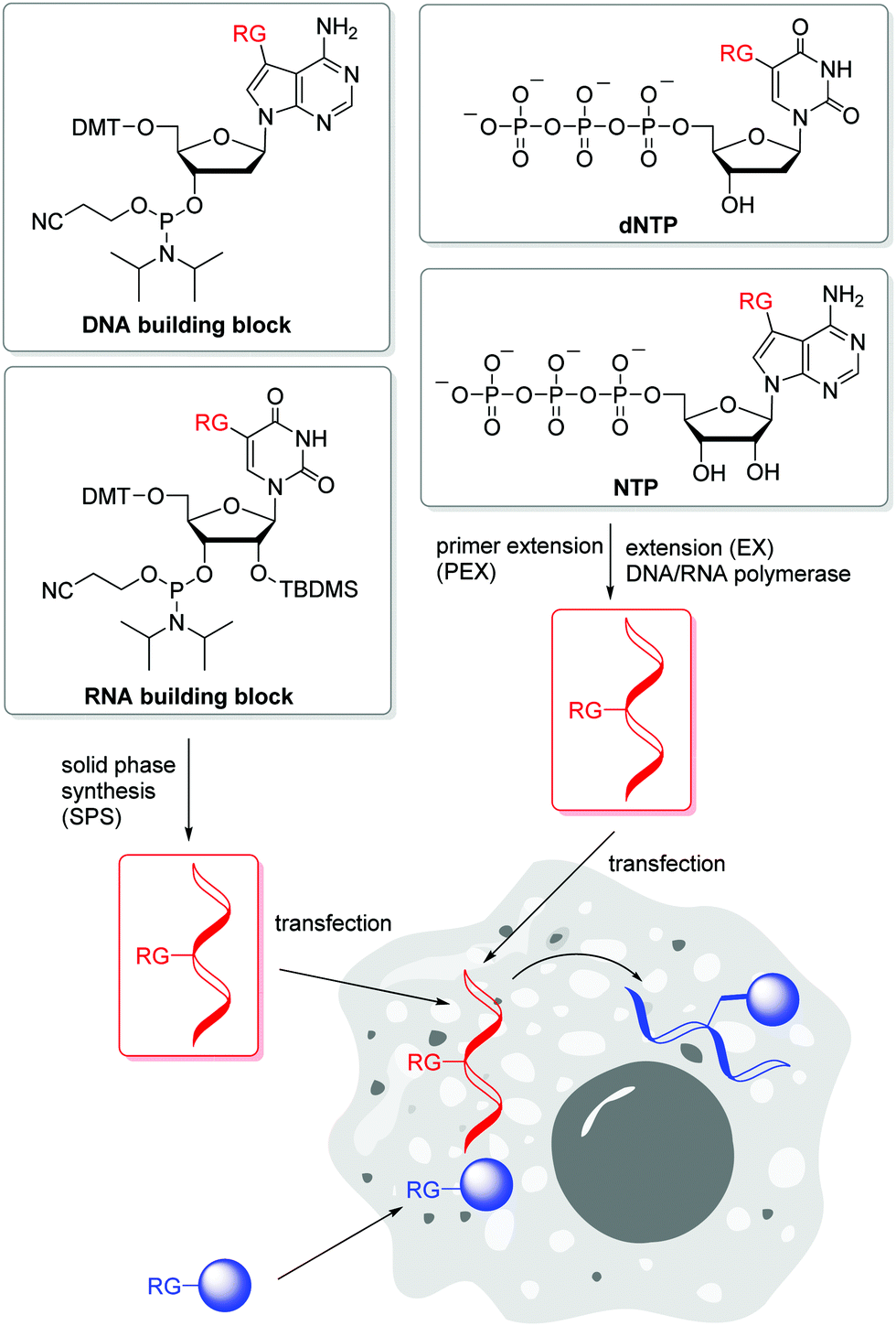 Labelling Of Dna And Rna In The Cellular Environment By Means Of Bioorthogonal Cycloaddition Chemistry Rsc Chemical Biology Rsc Publishing Doi 10 1039 D0cbg