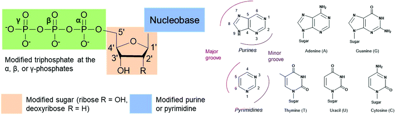 Modified Nucleoside Triphosphates In Bacterial Research For In Vitro And Live Cell Applications Rsc Chemical Biology Rsc Publishing Doi 10 1039 D0cbg