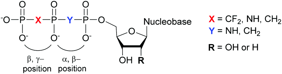 Modified Nucleoside Triphosphates In Bacterial Research For In Vitro And Live Cell Applications Rsc Chemical Biology Rsc Publishing Doi 10 1039 D0cbg