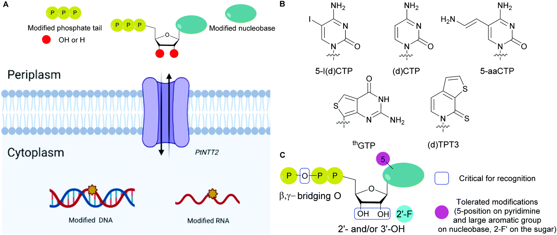 Modified Nucleoside Triphosphates In Bacterial Research For In Vitro And Live Cell Applications Rsc Chemical Biology Rsc Publishing Doi 10 1039 D0cb00078g