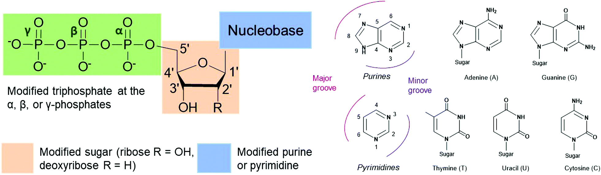 Modified Nucleoside Triphosphates In Bacterial Research For In Vitro And Live Cell Applications Rsc Chemical Biology Rsc Publishing Doi 10 1039 D0cb00078g