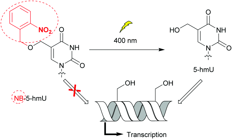 Modified Nucleoside Triphosphates In Bacterial Research For In Vitro And Live Cell Applications Rsc Chemical Biology Rsc Publishing Doi 10 1039 D0cbg