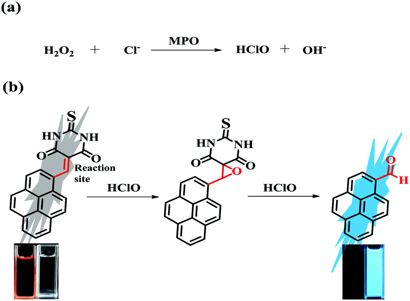 Imaging Endogenous Hclo In Atherosclerosis Using A Novel Fast Response Fluorescence Probe Chemical Communications Rsc Publishing Doi 10 1039 C9ccj