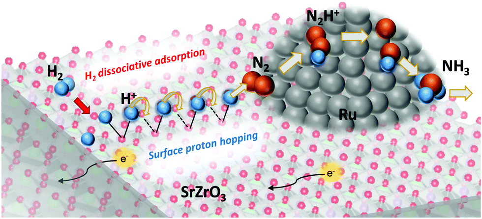 First observation of surface protonics on SrZrO 3 perovskite under