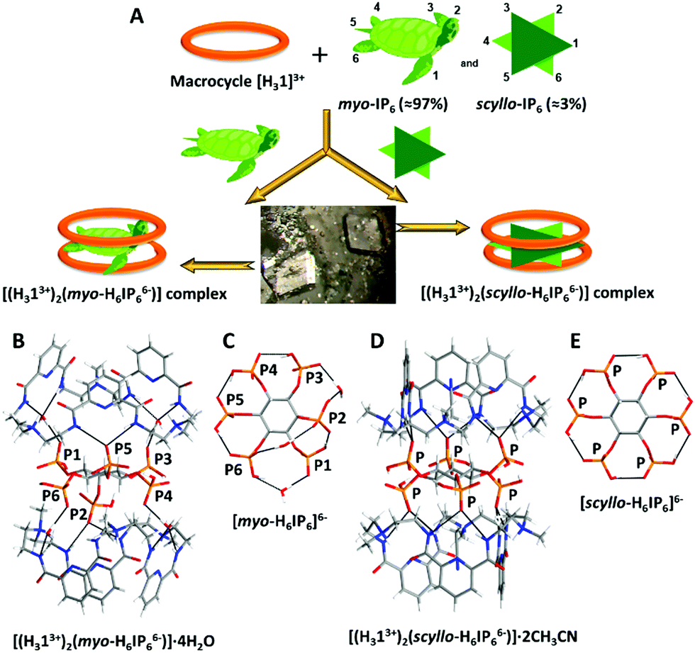 Supramolecular Traps For Highly Phosphorylated Inositol Sources Of Phosphorus Chemical Communications Rsc Publishing Doi 10 1039 C9ccd