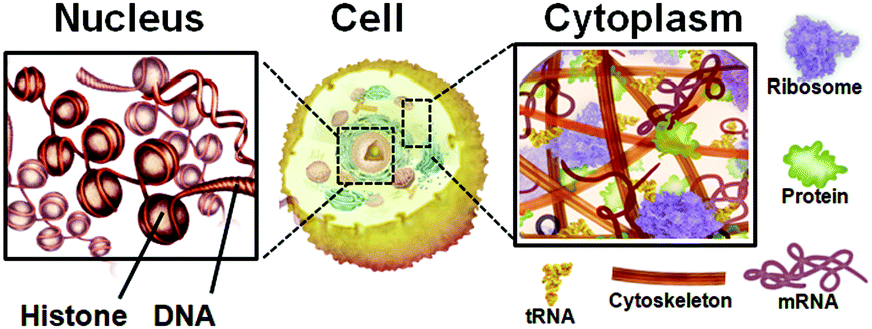 Chemical Biology Of Non Canonical Structures Of Nucleic Acids For Therapeutic Applications Chemical Communications Rsc Publishing Doi 10 1039 C9cc09771f