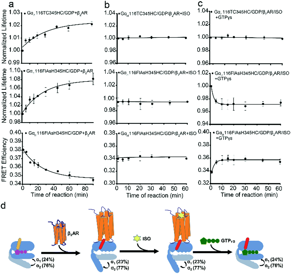A Genetically Encoded Small Size Fluorescent Pair Reveals Allosteric Conformational Changes Of G Proteins Upon Its Interaction With Gpcrs By Fluoresce Chemical Communications Rsc Publishing Doi 10 1039 D0ccc
