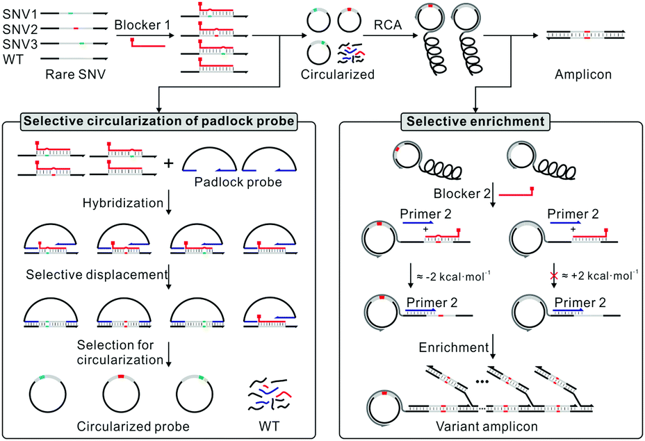 Circularized blocker-displacement amplification for multiplex detection of  rare DNA variants - Chemical Communications (RSC Publishing)  DOI:10.1039/D0CC05283C