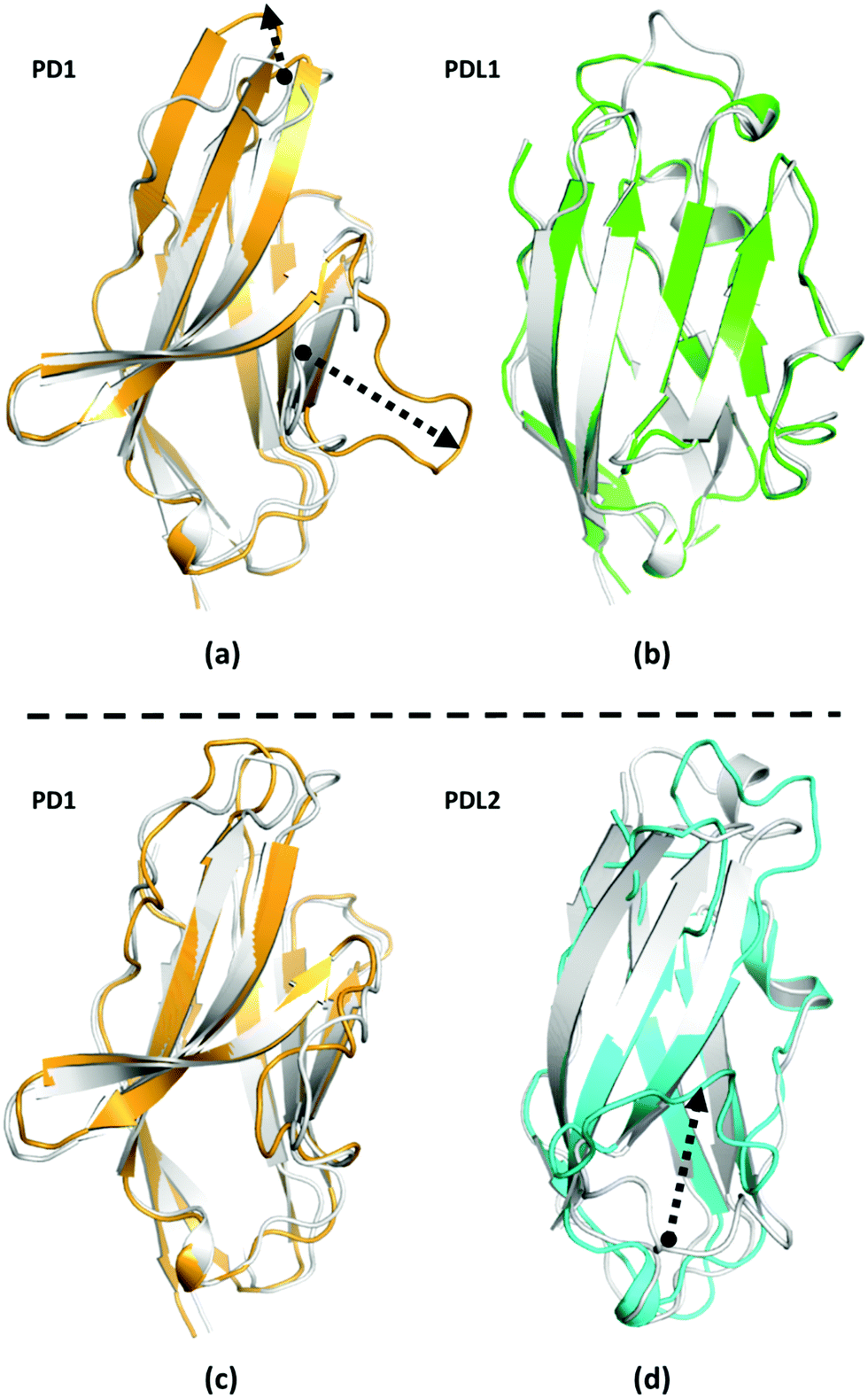 Recognition Of Pdl1 L2 By Different Induced Fit Mechanisms Of Pd1 A Comparative Study Of Molecular Dynamics Simulations Physical Chemistry Chemical Physics Rsc Publishing Doi 10 1039 C9cpb