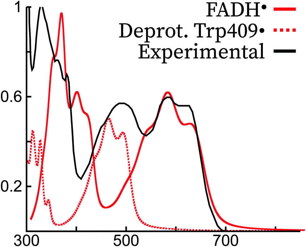 UV-visible absorption spectrum of FAD and its reduced forms embedded in a  cryptochrome protein - Physical Chemistry Chemical Physics (RSC Publishing)  DOI:10.1039/D0CP01714K