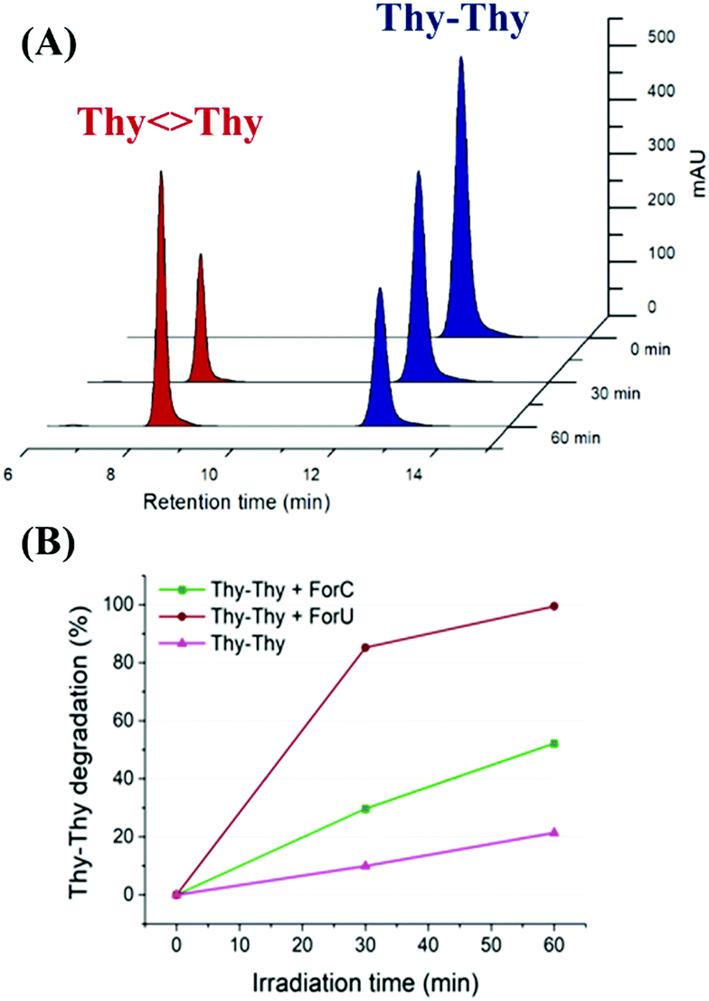 Experimental And Theoretical Studies On Thymine Photodimerization Mediated By Oxidatively Generated Dna Lesions And Epigenetic Intermediates Physical Chemistry Chemical Physics Rsc Publishing Doi 10 1039 D0cph