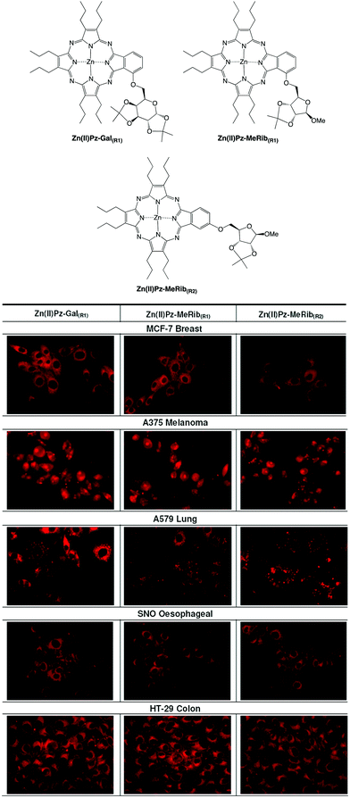 Fluorescent glycoconjugates and their applications - Chemical