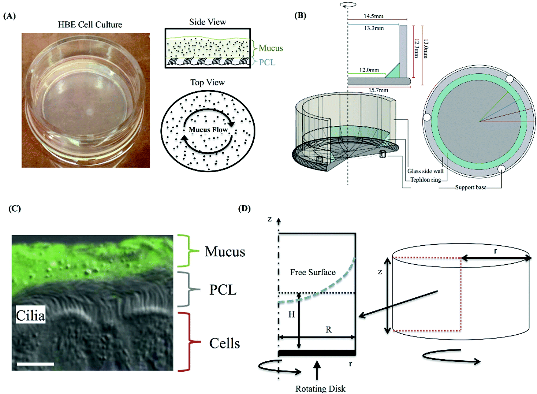 Molecular and cellular cues governing nanomaterial–mucosae