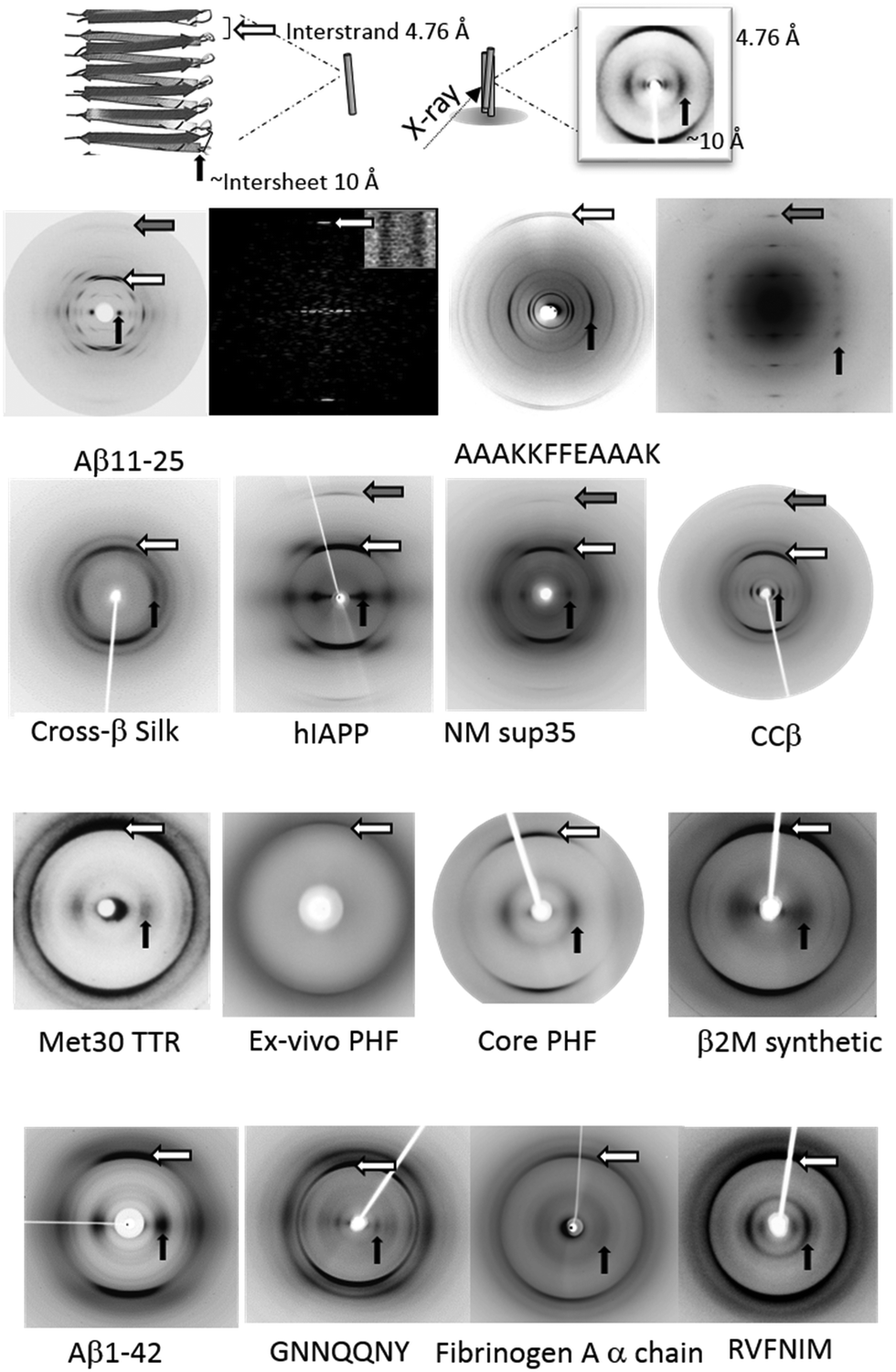 Half A Century Of Amyloids Past Present And Future Chemical Society Reviews Rsc Publishing Doi 10 1039 C9csa