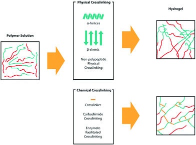 Ring Opening Polymerization Of A Amino Acids Advances In Synthesis Architecture And Applications Of Polypeptides And Their Hybrids Chemical Society Reviews Rsc Publishing Doi 10 1039 C9cs00738e