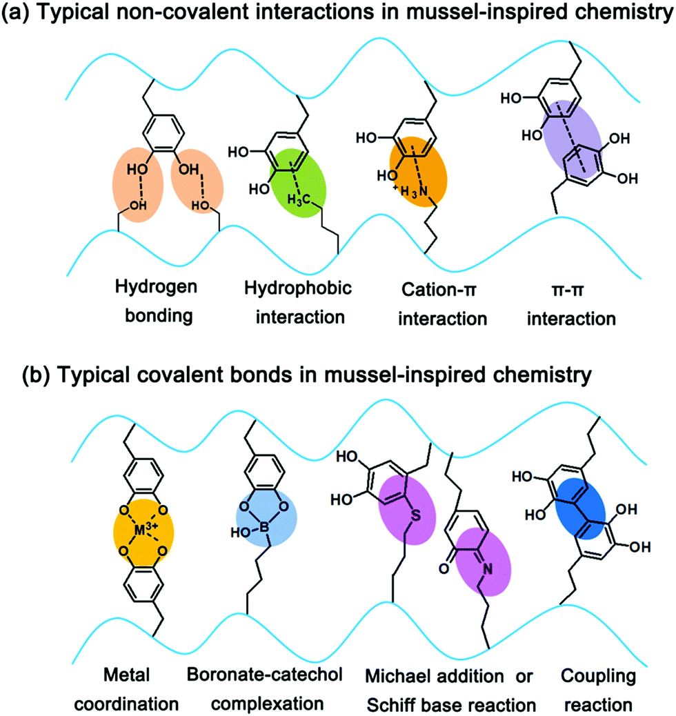 Mussel Inspired Hydrogels From Design Principles To Promising Applications Chemical Society Reviews Rsc Publishing Doi 10 1039 C9cs00849g