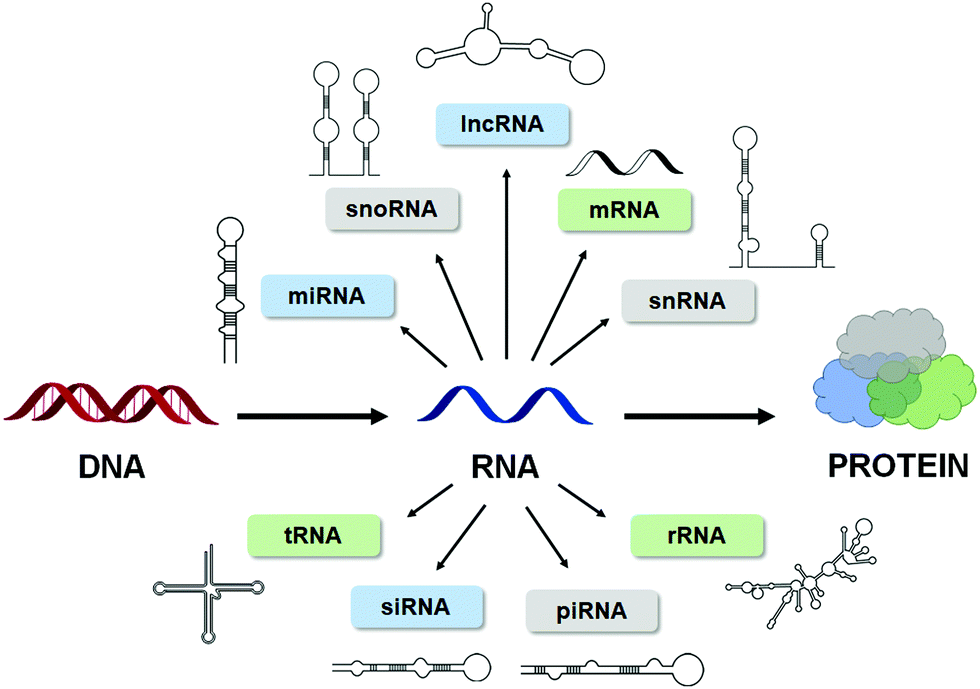 Discovery of small molecules that target a tertiary-structured RNA