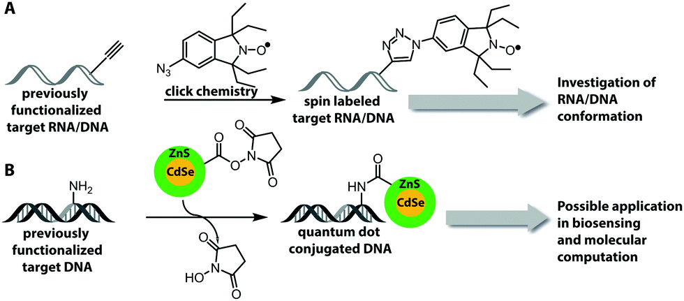 Expanding the Scope of RNA Metabolic Labeling with Vinyl Nucleosides and  Inverse Electron-Demand Diels–Alder Chemistry
