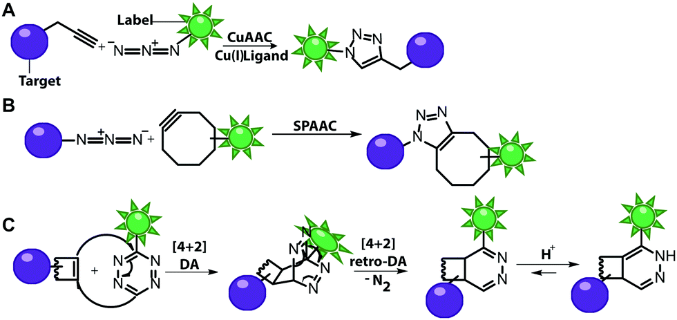 Expanding the Scope of RNA Metabolic Labeling with Vinyl