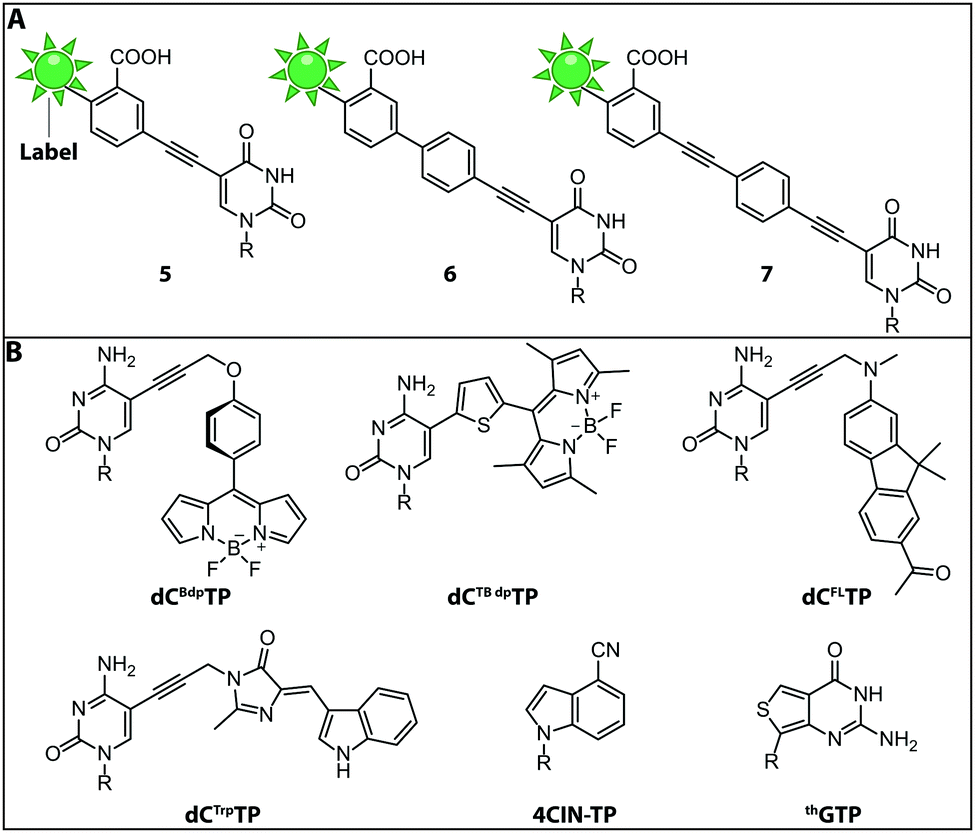 Expanding the Scope of RNA Metabolic Labeling with Vinyl Nucleosides and  Inverse Electron-Demand Diels–Alder Chemistry