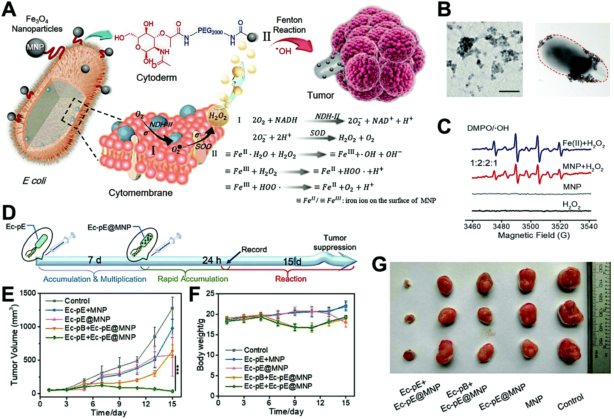 A General Strategy for Tumor-Specific In Situ Synthesis of