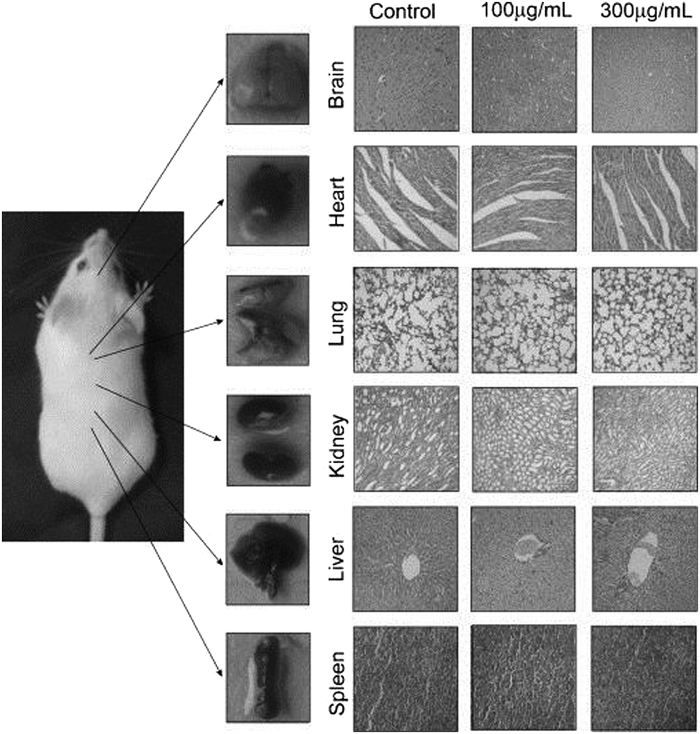 Metal–organic frameworks: a future toolbox for biomedicine